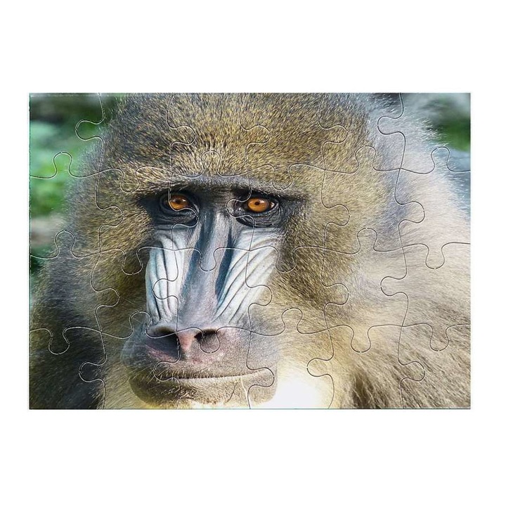 Cerkófmajom 14111 puzzle 24 darabos