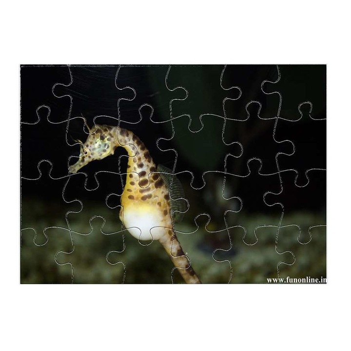 Пъзел Морско конче 3611 24 части