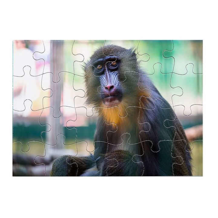 Cerkófmajom 14311 puzzle 24 darabos