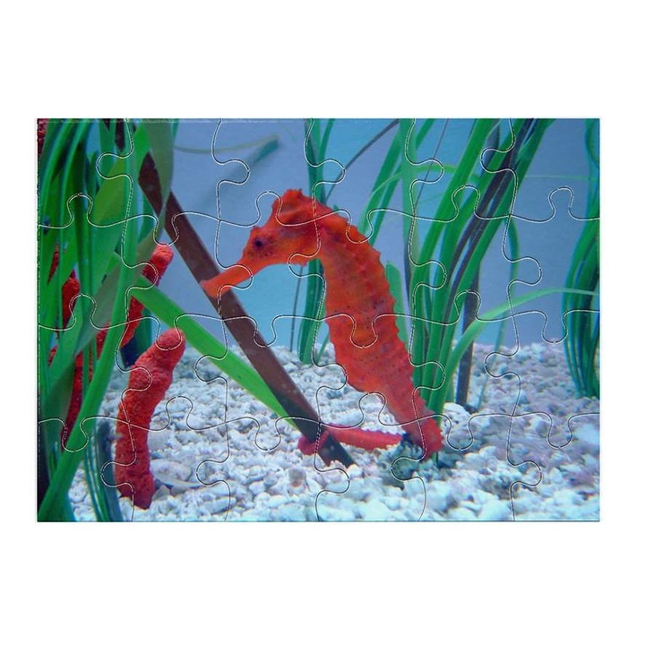 Пъзел морско конче 3011 24 части