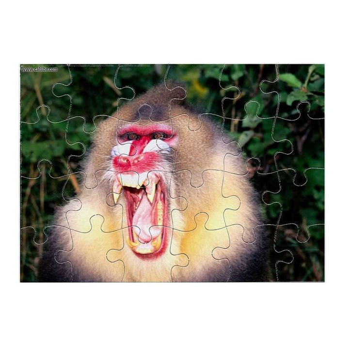 Cerkófmajom 11411 puzzle 24 darabos