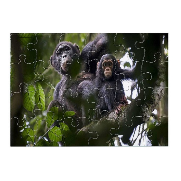 Пъзел Шимпанзе 5111 24 части
