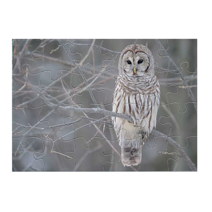 Пъзел Бухал 13111 24 части