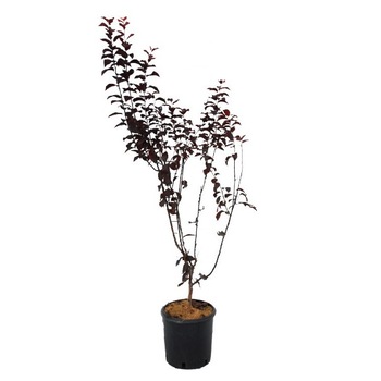 Corcodus Rosu - Prunus cerasifera Nigra Corcodus Rosu - Prunus cerasifera Nigra