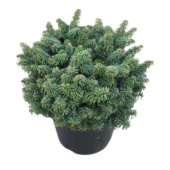 Brad Balsamifer - Abies Balsamea Nana - diametru 10 - 20 cm