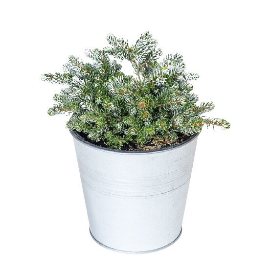 Brad Korean - Abies Koreana Kohouts Icebreaker - diametru 10 - 20 cm