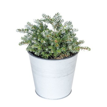 Brad Korean - Abies Koreana Kohouts Icebreaker - diametru 10 - 20 cm Brad Korean - Abies Koreana Kohouts Icebreaker - diametru 10 - 20 cm