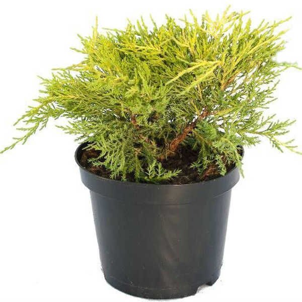 Ienupar - Juniperus Pfitzeriana King of Spring - diametru 10 - 20 cm