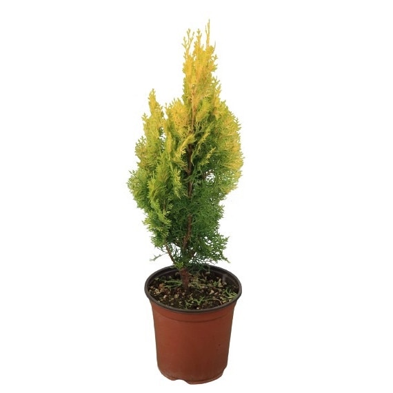 Tuia - Thuja Occidentalis Pyramidalis Aurea - inaltime 40 cm - 60 cm