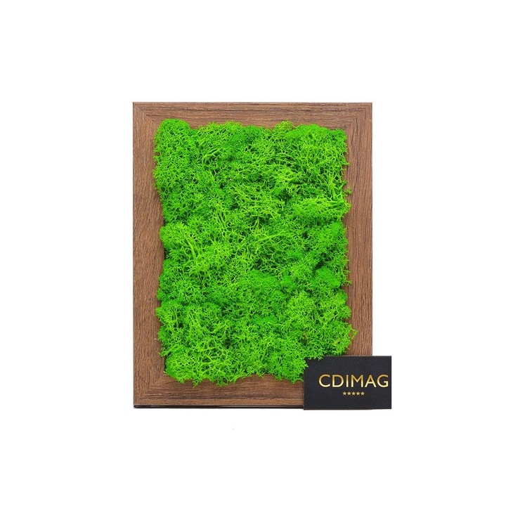 Aranjament cu licheni decorativi verde deschis, 19x23, rama lemn