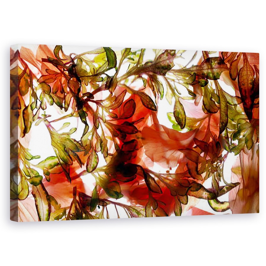 Tablou canvas - Julia McLemore - Matricea Hibiscus Coleus, 2009, 50 x 80 cm