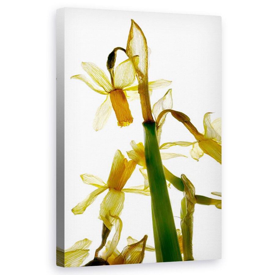 Tablou canvas - Julia McLemore - Stand narcisa , 50 x 80 cm