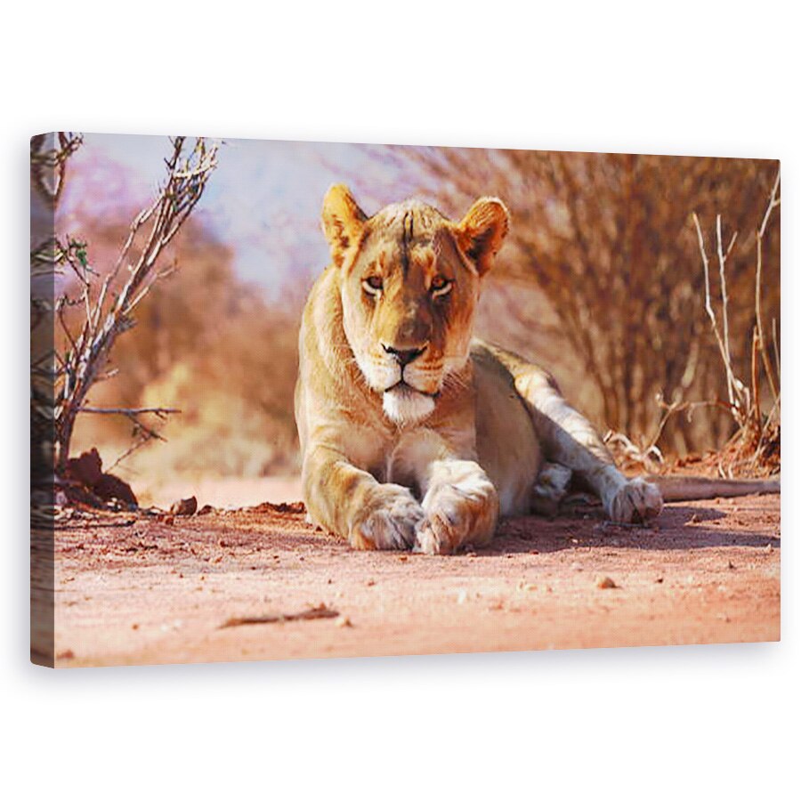 Tablou canvas - Eric Meyer - Leoaica de odihna, 2019, 60 x 100 cm