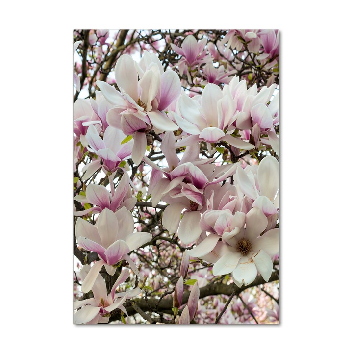 Tablou pe sticla acrilica, Tulup, Imagine imprimata pe sticla acrilica, Decorarea peretilor, flori magnolia, 70x100 cm