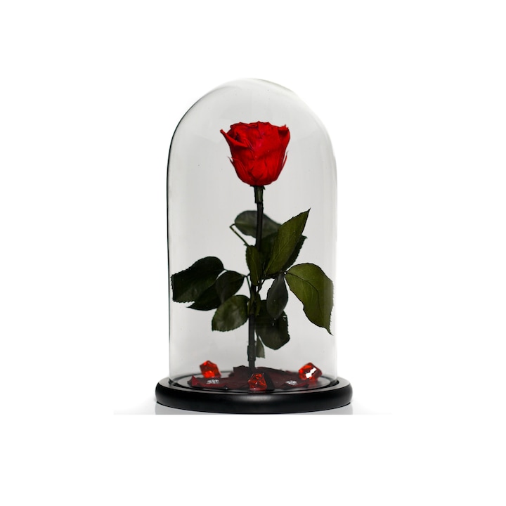 Trandafir criogenat in cupola de sticla 30 cm pe blat negru si brosa Camee, Rosu, Star Decor
