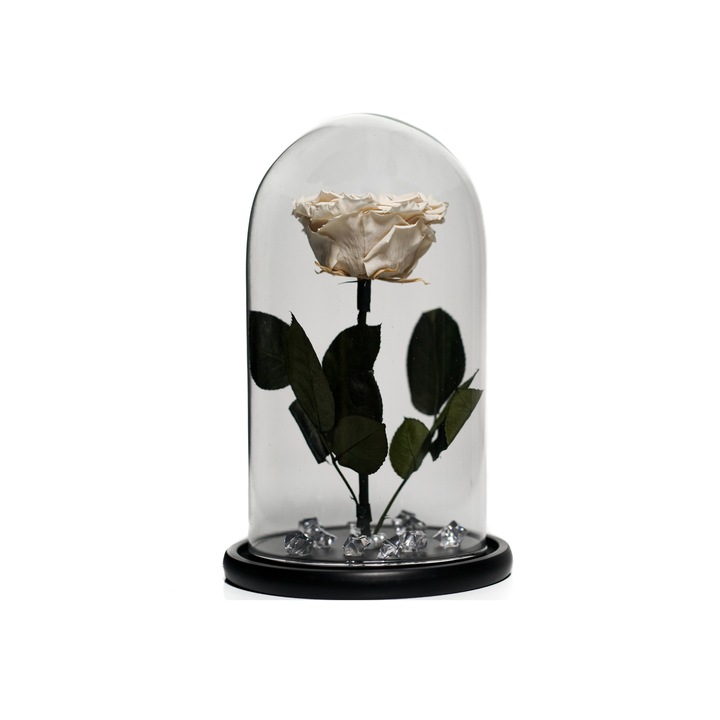Trandafir criogenat XXL in cupola de sticla 30 cm pe blat negru si brosa Camee, Alb, Star Decor