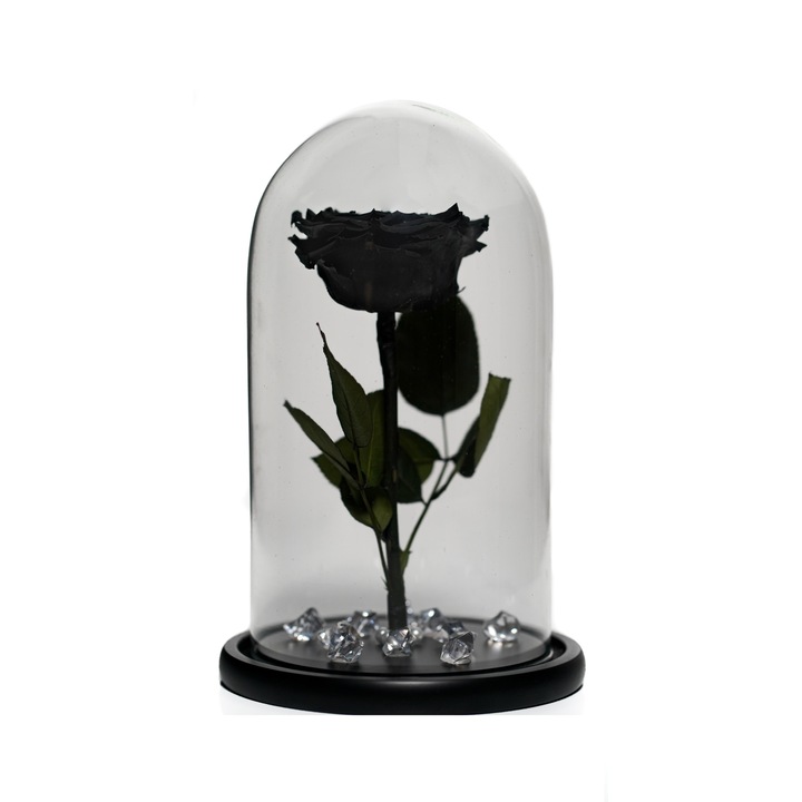 Trandafir criogenat XXL in cupola de sticla 30 cm pe blat negru si brosa Camee, Negru, Star Decor