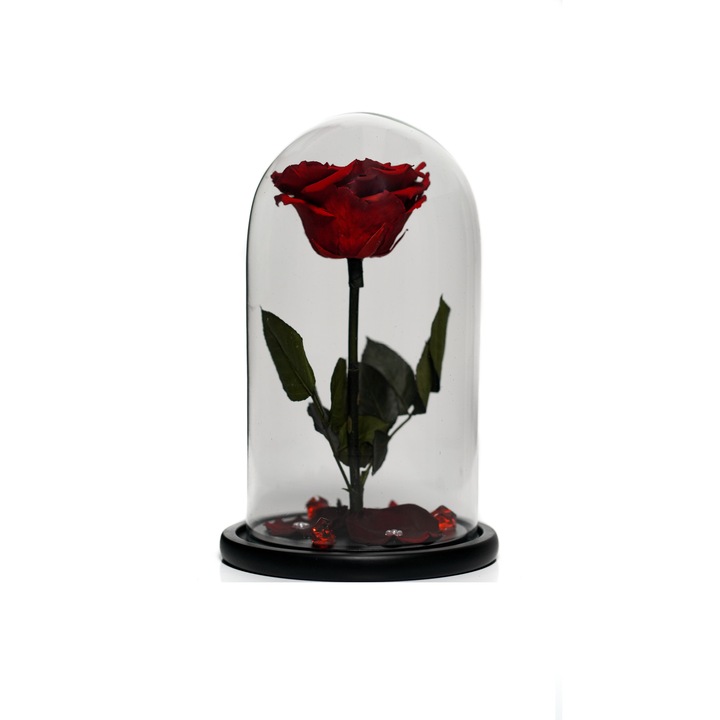 Trandafir criogenat XXL in cupola de sticla 30 cm pe blat negru si brosa Camee, Rosu, Star Decor