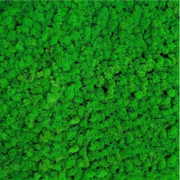 Licheni stabilizati ARTFLORA Green Apple cutie 2kg Licheni stabilizati ARTFLORA Green Apple cutie 2kg