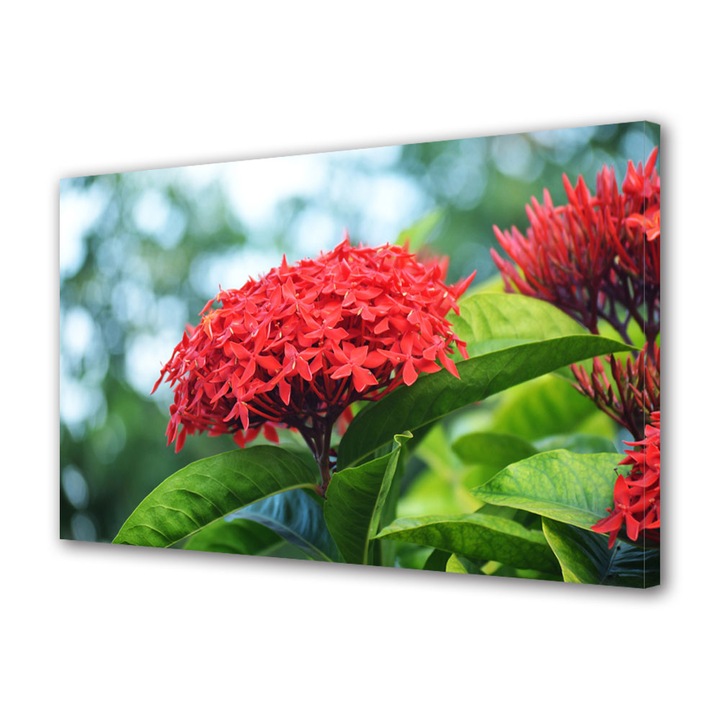 Tablou Canvas Floare Rosie, 50 x 70 cm