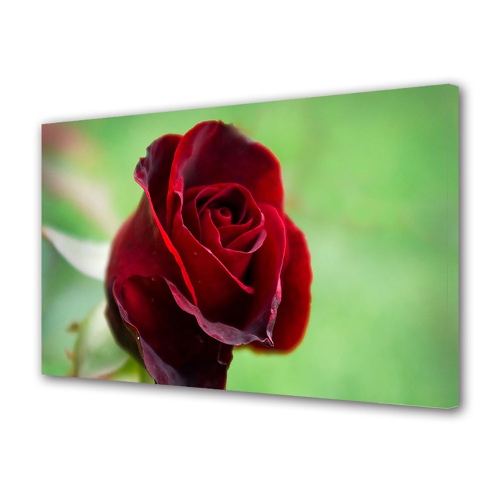 Tablou Canvas Fir rosu de trandafir, 20 x 30 cm