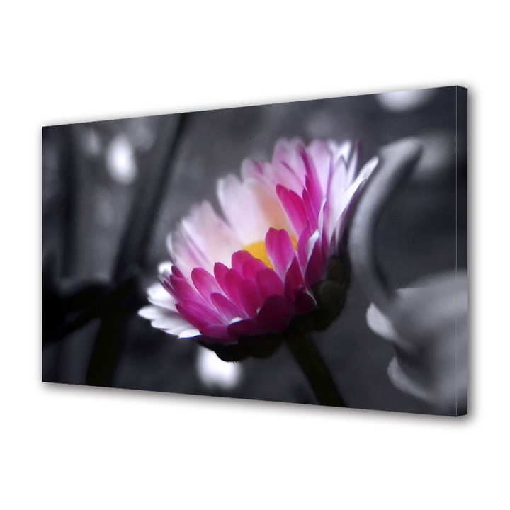 Tablou Canvas Floare roz pe fundal negru, 20 x 30 cm