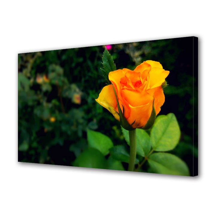 Tablou Canvas Mugure de trandafir galben, 20 x 30 cm