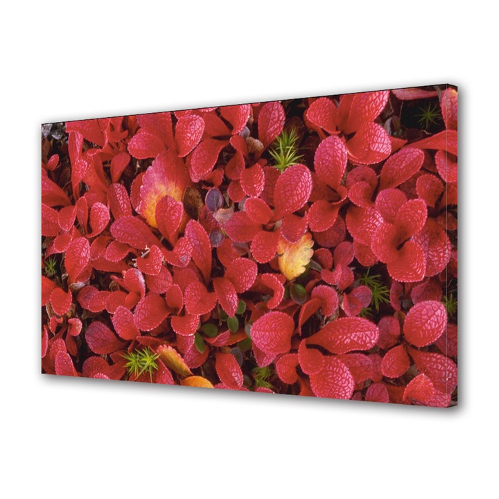 Tablou Canvas Petale rosii, 20 x 30 cm