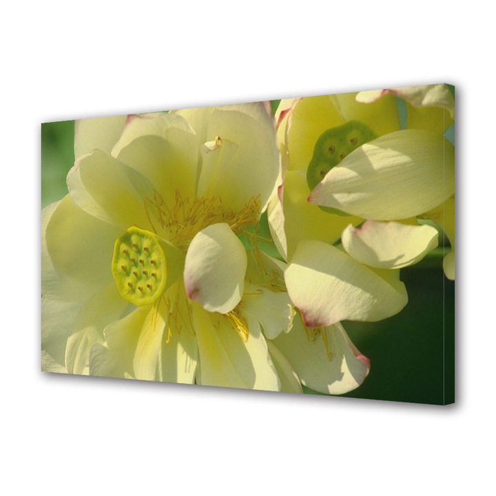 Tablou Canvas Flori firave, 20 x 30 cm