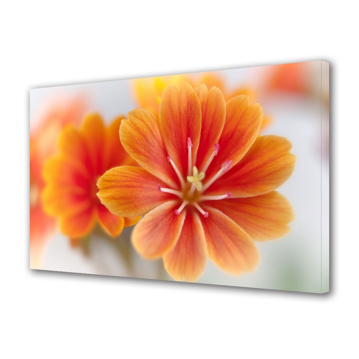 Tablou Canvas Floare Lewisia, 20 x 30 cm