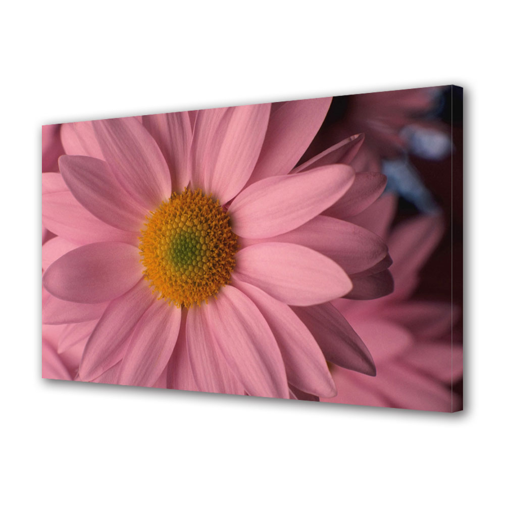 Tablou Canvas Flori cu petale roz pal, 70 x 100 cm