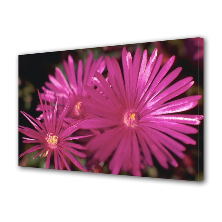 Tablou Canvas Petale subtiri, 20 x 30 cm