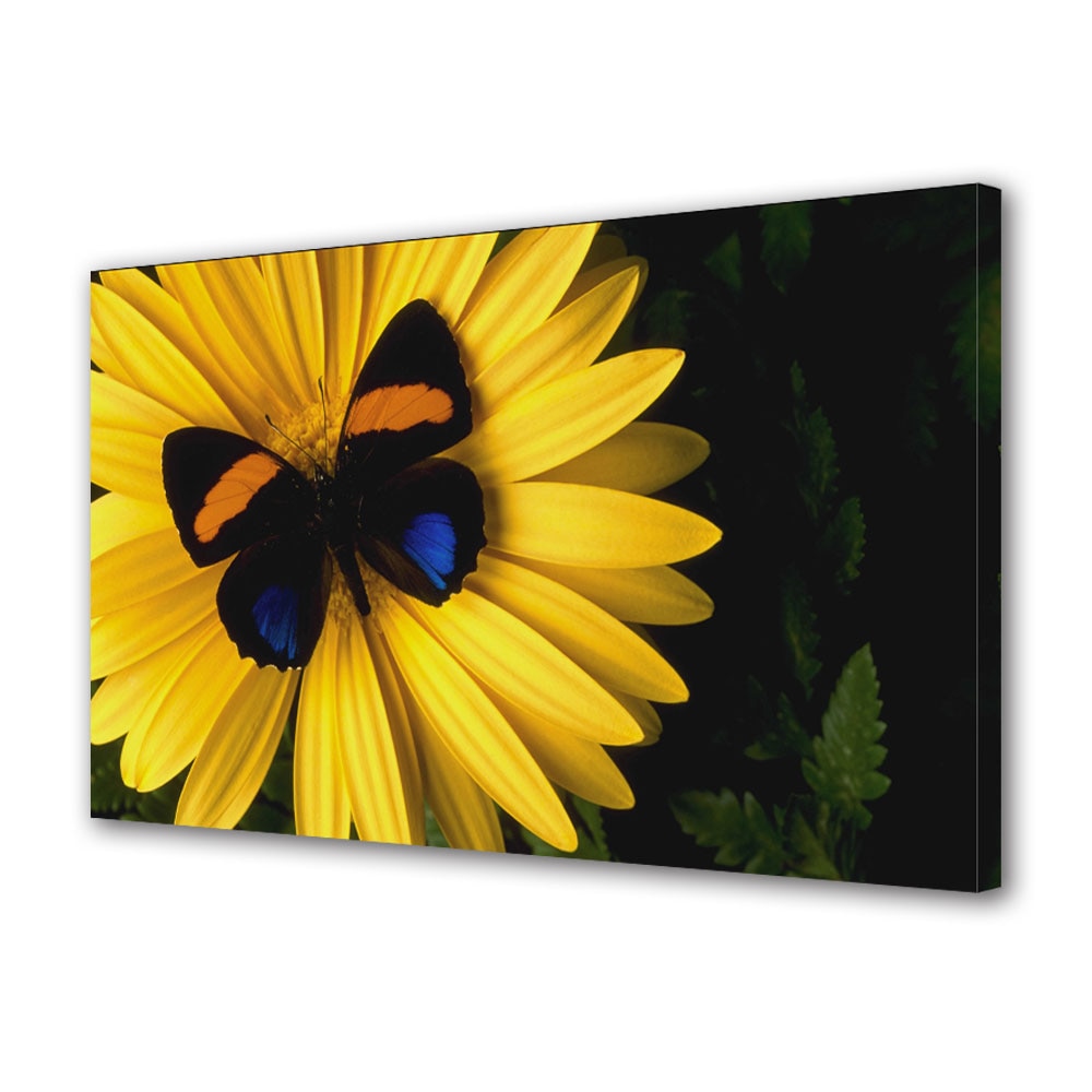 Tablou Canvas Fluture pe floare, 20 x 30 cm