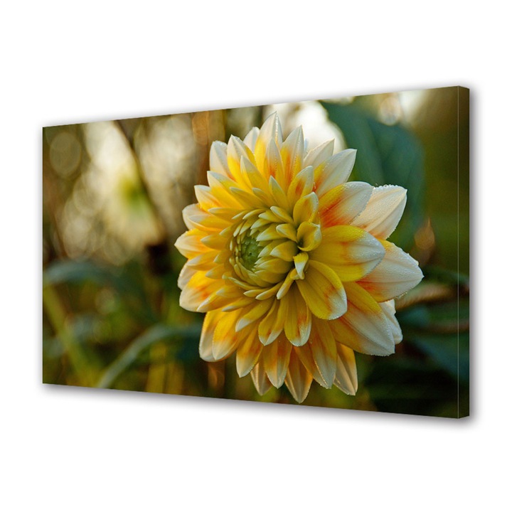 Tablou Canvas Floare dupa ploaie, 20 x 30 cm