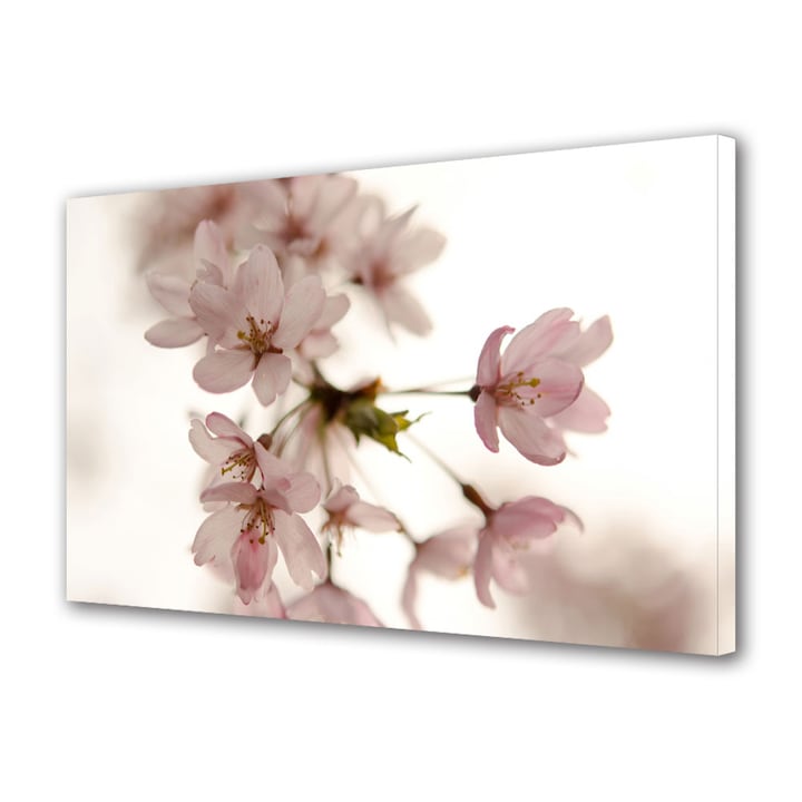 Tablou Canvas Floare roz japoneza, 30 x 45 cm