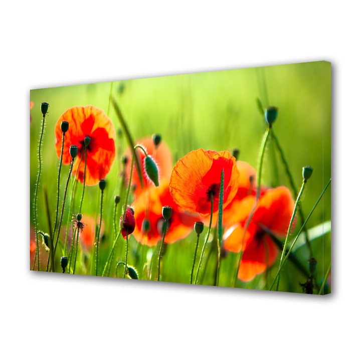 Tablou Canvas Maci frumosi, 30 x 45 cm