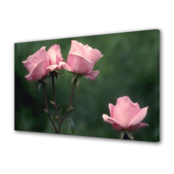 Tablou Canvas Roz, 50 x 70 cm