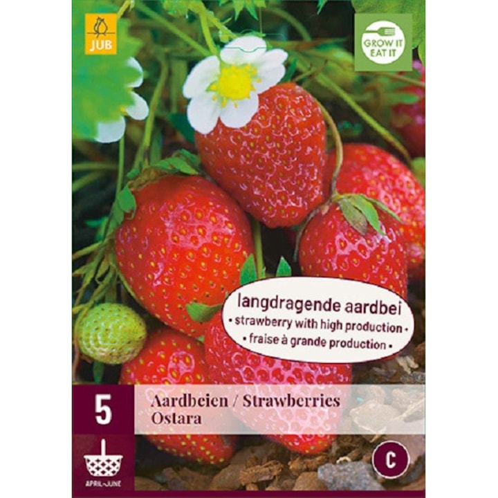 Stoloni Capsuni Fragaria Ostara, Soi remontant, Holland, 5 buc