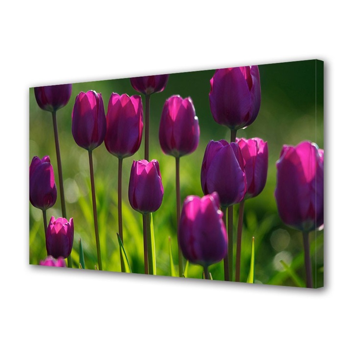 Tablou Canvas Lalele, 70 x 100 cm