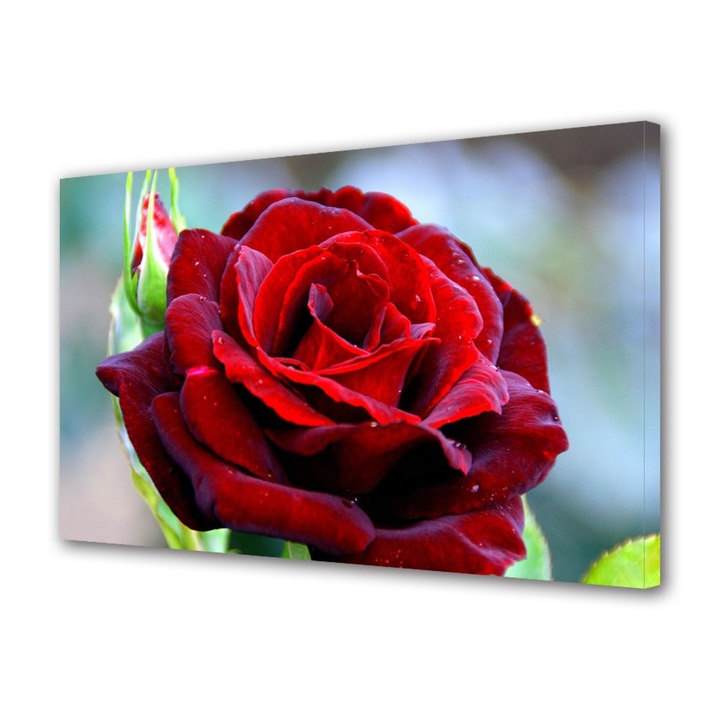 Tablou Canvas Trandafir rosu clasic, 80 x 160 cm