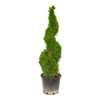 tuiathuja occidentalis smaragd spirala ghiveci 30l inaltime 150-170 cm imagen 58_0_
0
