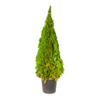 tuiathuja occidentalis smaragd ghiveci 30l inaltime160-180 cm imagen 8_0_
0