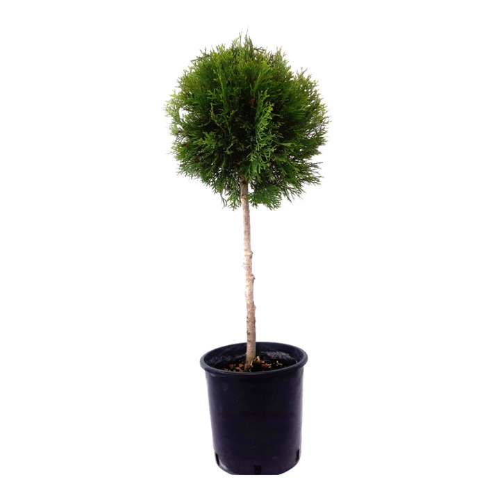Thuia/Thuja Occidentalis Smaragd Topiary саксия 7L височина 60-80 см