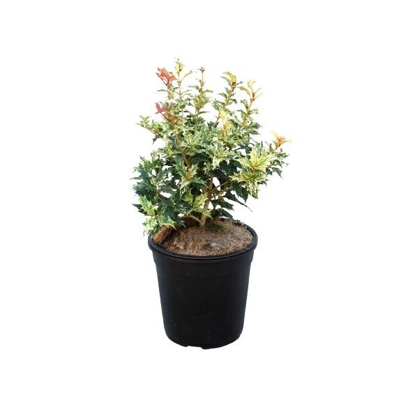 Osmanthus Goshiki - inaltime 20 - 30 cm