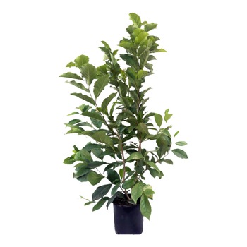 Magnolia Susan ghiveci 7L inaltime 120-140 cm Magnolia Susan ghiveci 7L inaltime 120-140 cm