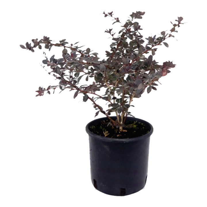 Berberis Thunbergi, ghiveci 3 L, h 30-40 cm