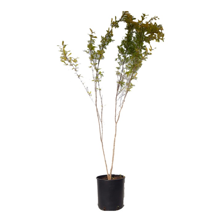 Rodiu - Punica Granatum ghiveci 9 litri inaltime 150-170 cm