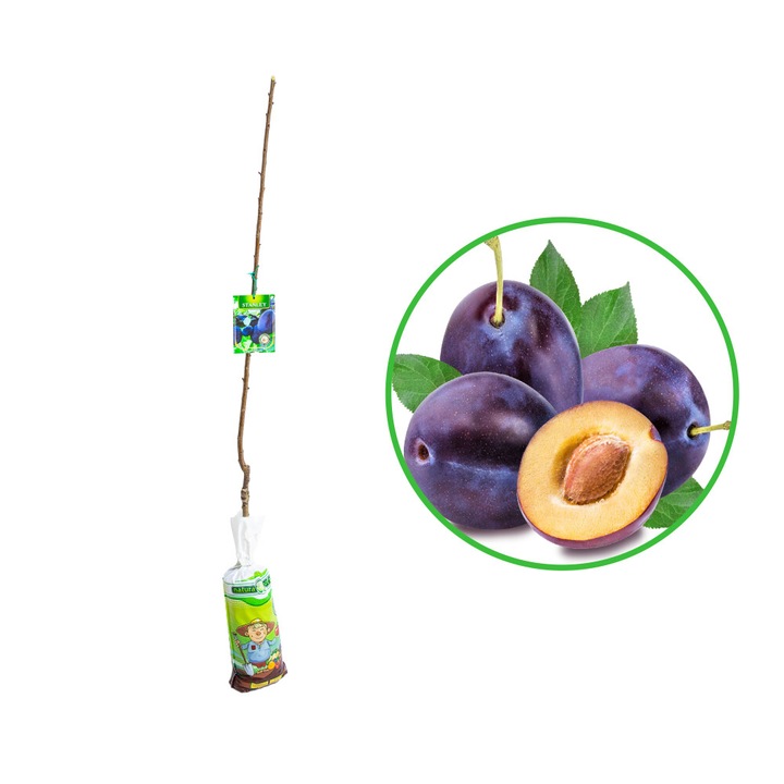 Prun Stanley Calitate Premium Butasi 11L turba