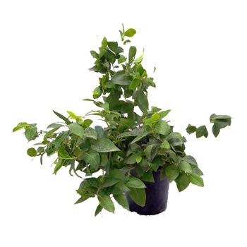 Afin Vaccinum ghiveci 3L inaltime 40-60 cm Afin Vaccinum ghiveci 3L inaltime 40-60 cm