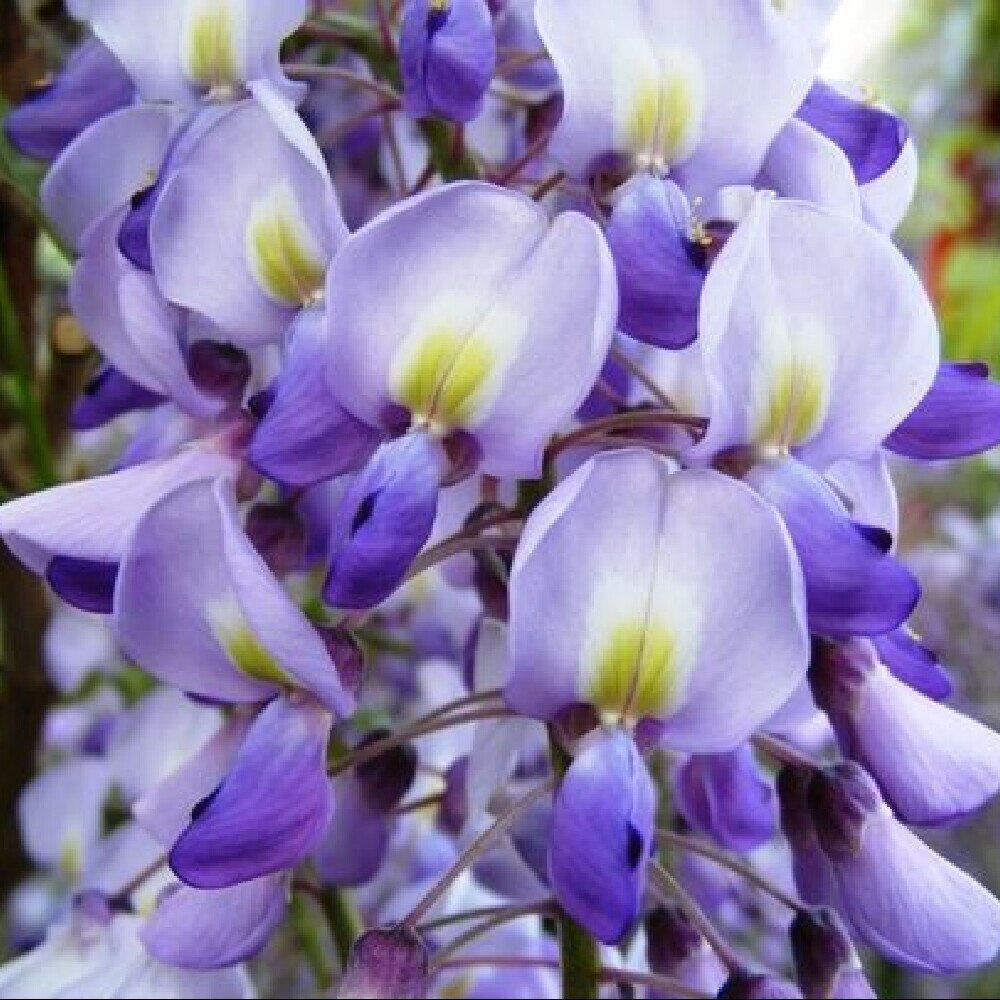 Blregn  Wisteria floribunda 'Eranthema' - C2 70/+ CM
